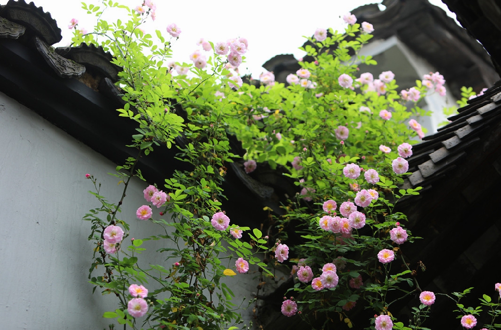 春天蔷薇 春天蔷薇