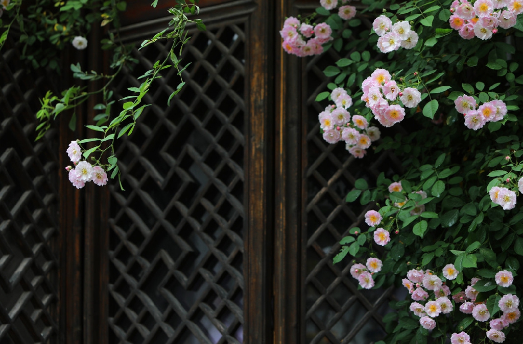 春天蔷薇 春天蔷薇