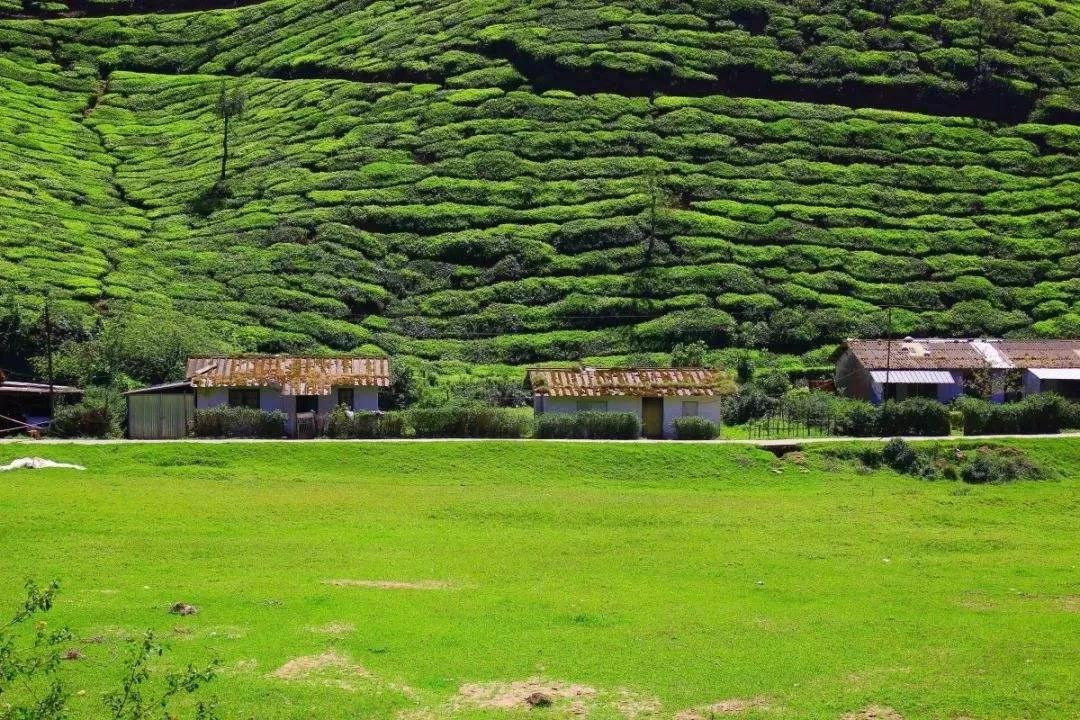 茶园