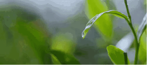 走进“绿色银行”，品茗南糯白毫