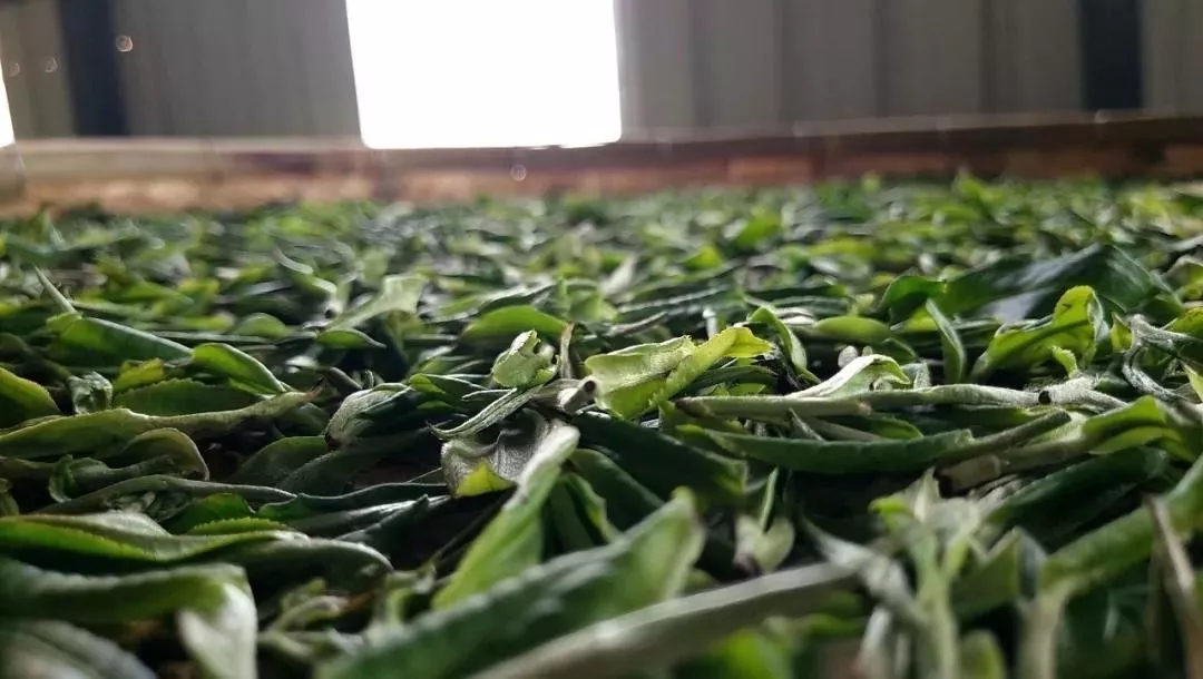 走进“绿色银行”，品茗南糯白毫