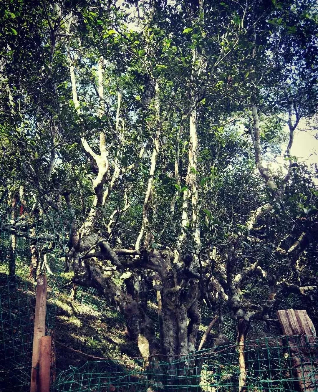 走进“绿色银行”，品茗南糯白毫