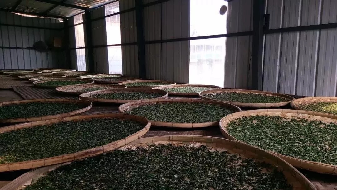 走进“绿色银行”，品茗南糯白毫