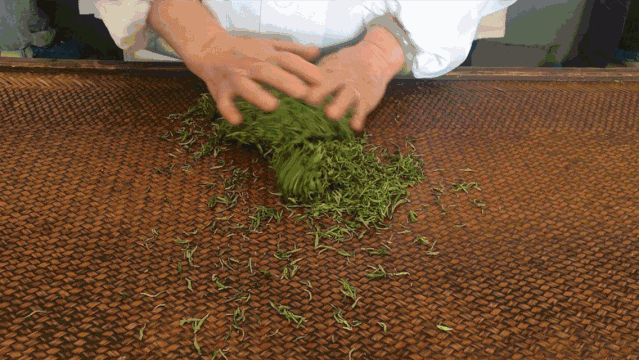 走进“绿色银行”，品茗南糯白毫