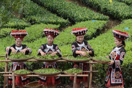 后起之秀昌宁红茶，为什么可以征服世界？