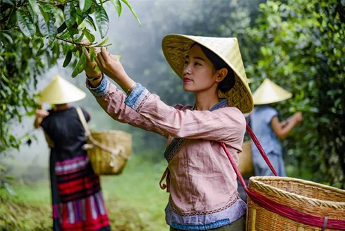 后起之秀昌宁红茶，为什么可以征服世界？