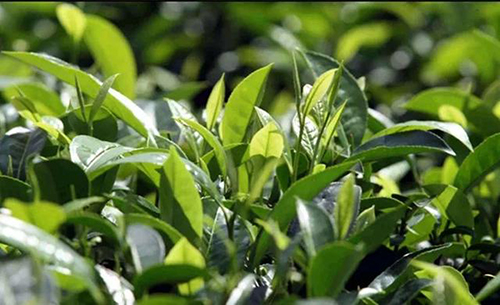 尼诺茶背后，居然有这么多人在撑腰