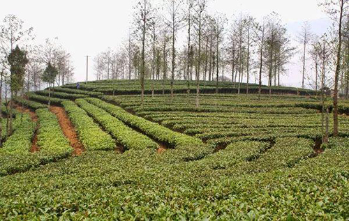 尼诺茶背后，居然有这么多人在撑腰