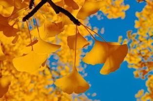 立秋之际，一枕新凉一扇风 