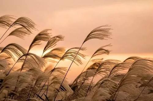 立秋之际，一枕新凉一扇风 