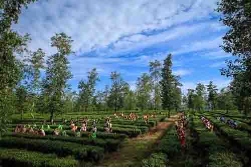 万兴碧毫，爱茶人的深山秘话