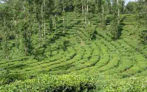 万兴碧毫，爱茶人的深山秘话