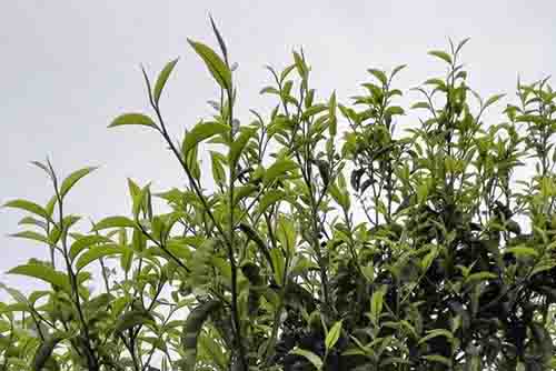 万兴碧毫，爱茶人的深山秘话