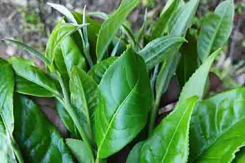 万兴碧毫，爱茶人的深山秘话