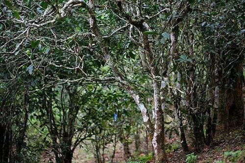 龙的眉毛，是什么味道？