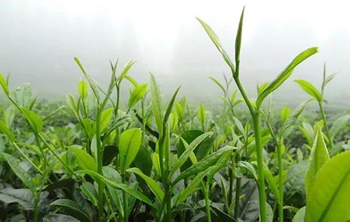 龙的眉毛，是什么味道？