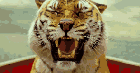 嗷呜,秋老虎出没,还不快看看! 嗷呜,秋老虎出没,还不快看看!