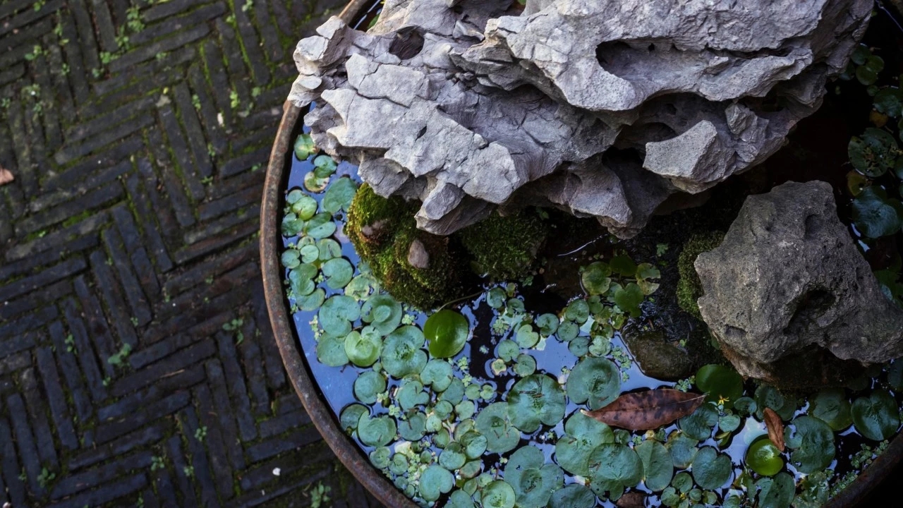 嗷呜,秋老虎出没,还不快看看! 嗷呜,秋老虎出没,还不快看看!