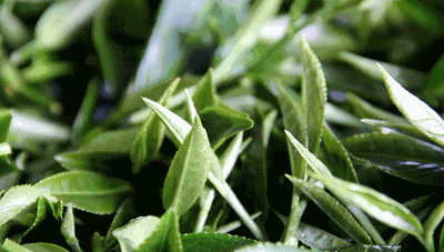 极边乌龙，来自天与地的馈赠