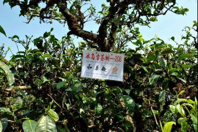 十万一斤的冰岛茶，到底值不值？