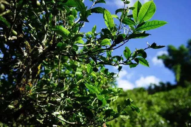 十万一斤的冰岛茶，到底值不值？