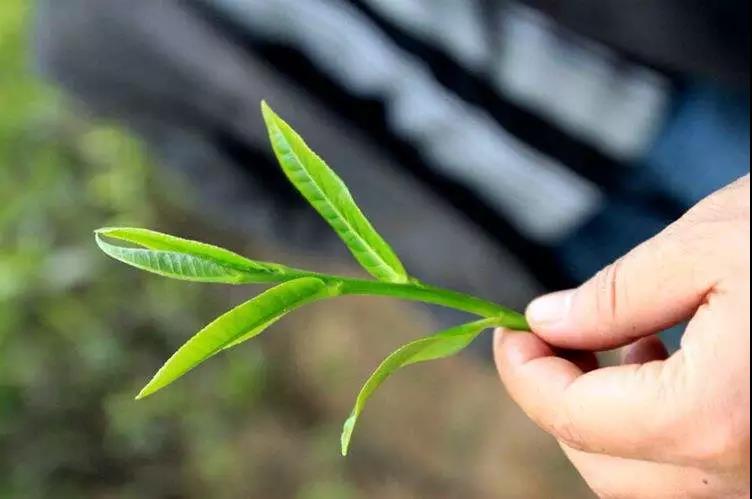 十万一斤的冰岛茶，到底值不值？