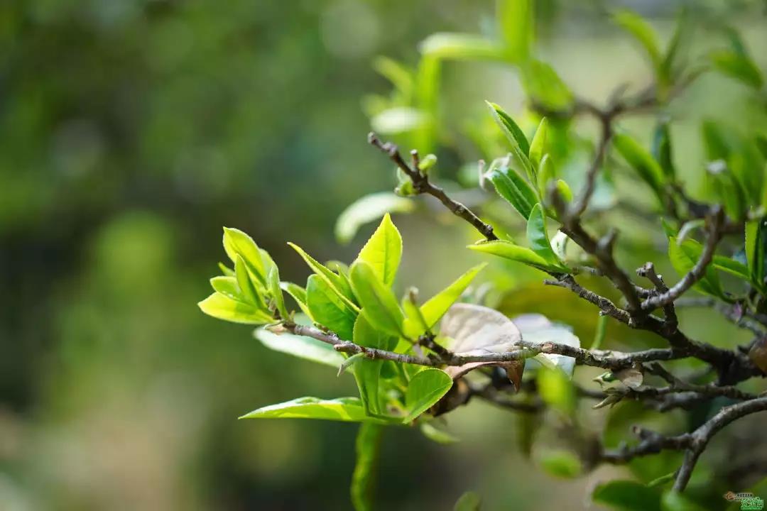 十万一斤的冰岛茶，到底值不值？