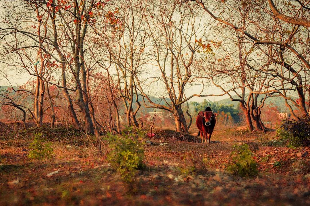 小雪风景 小雪风景