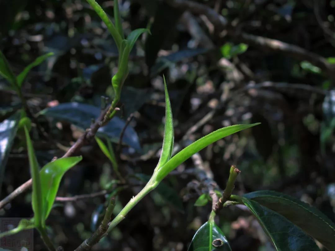 茶王老班章，何以称王？