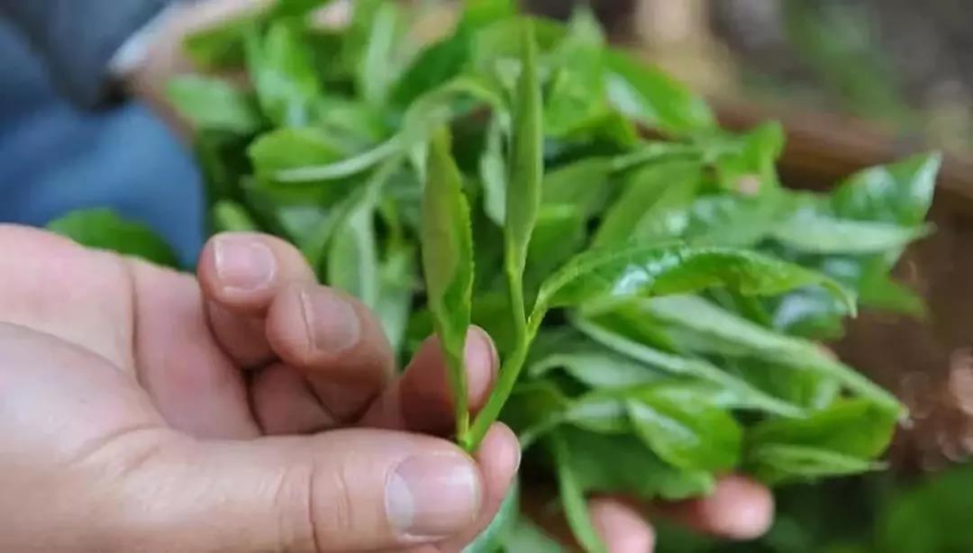 茶王老班章，何以称王？