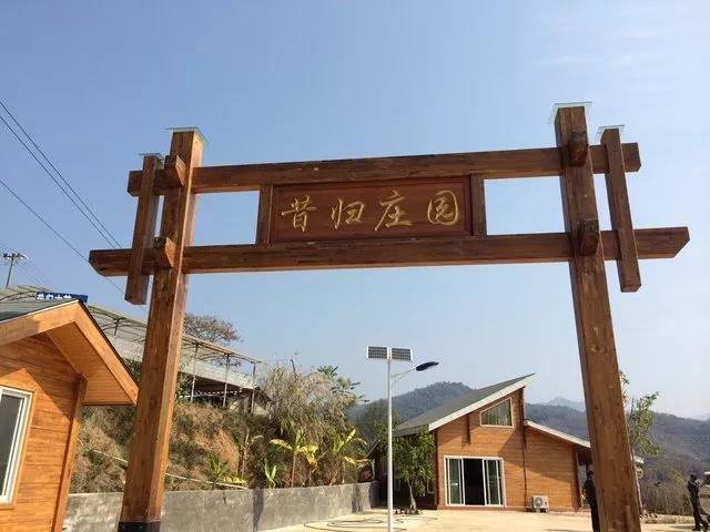 临沧茶王“昔归”的前世今生