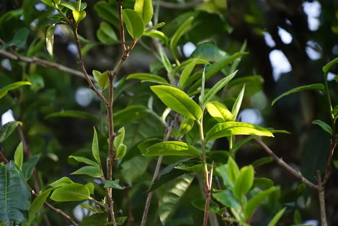 临沧茶王“昔归”的前世今生
