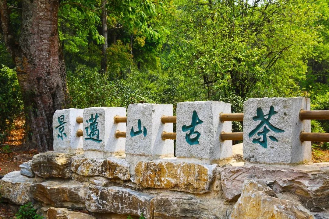 喜欢苦味茶，那一定要喝景迈