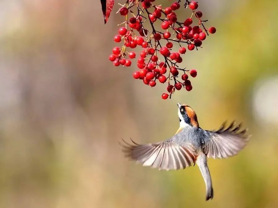 小鸟觅食照片 小鸟觅食照片