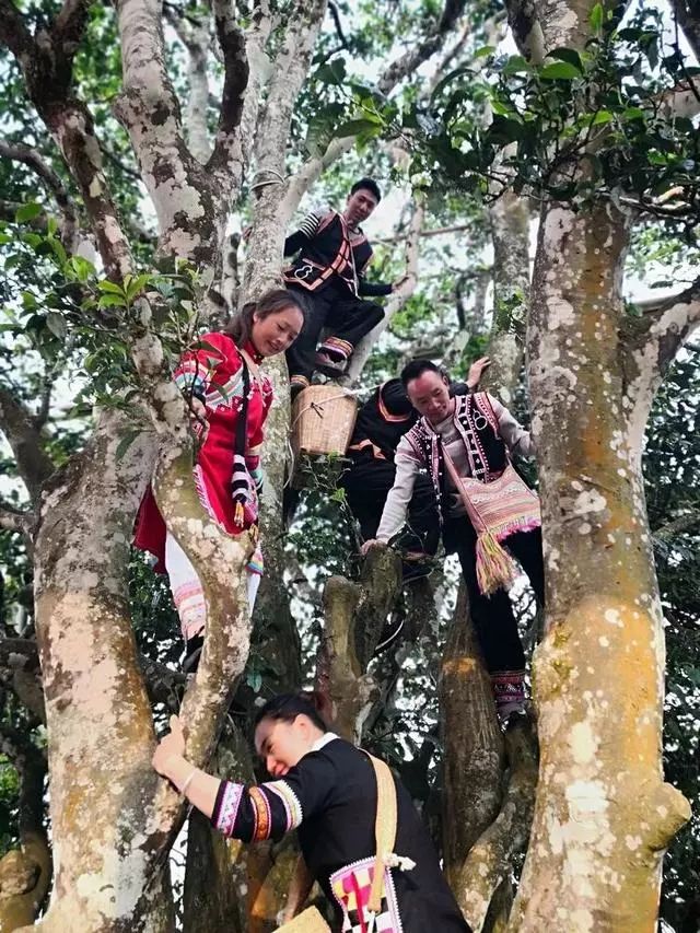 这颗邦威古树，曾改写普洱历史！