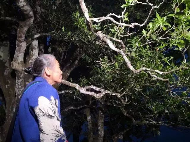 这颗邦威古树，曾改写普洱历史！