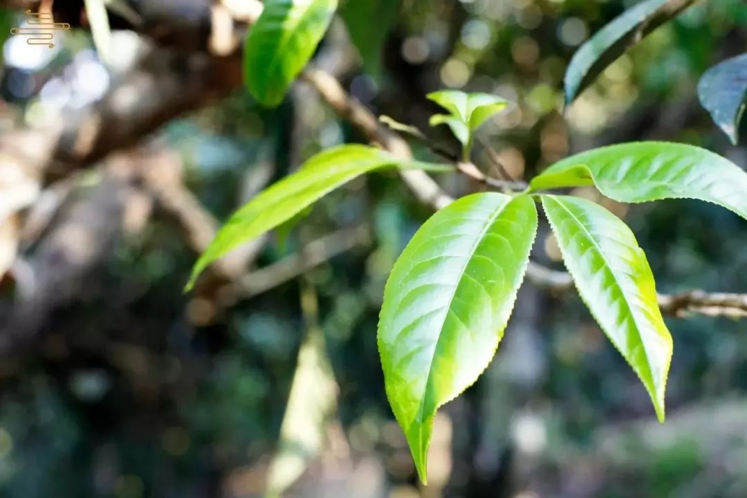 这颗邦威古树，曾改写普洱历史！