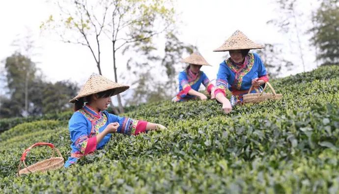 只知道普洱可不行，你喝过云南白茶吗？
