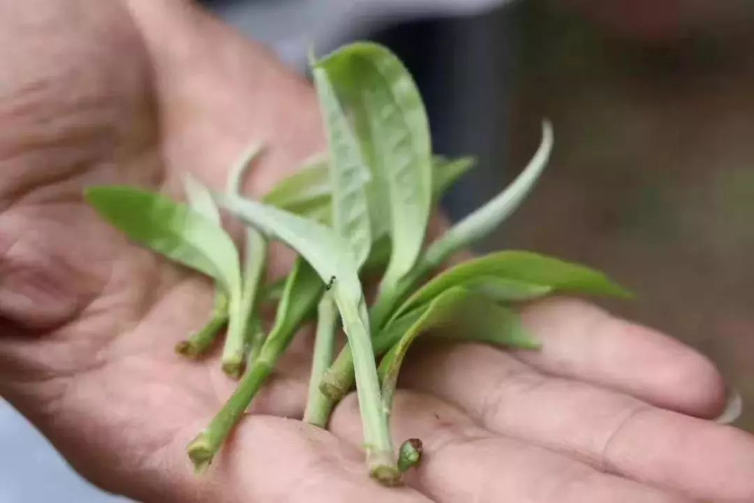 只知道普洱可不行，你喝过云南白茶吗？