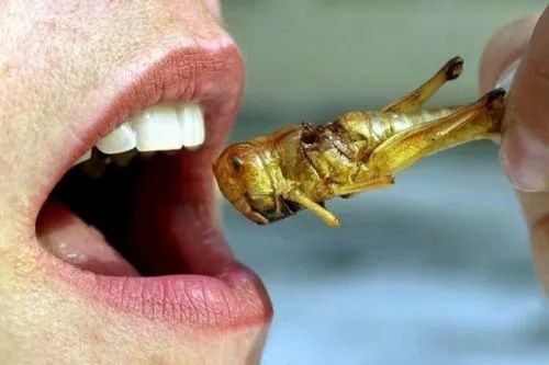 油炸蝗虫
