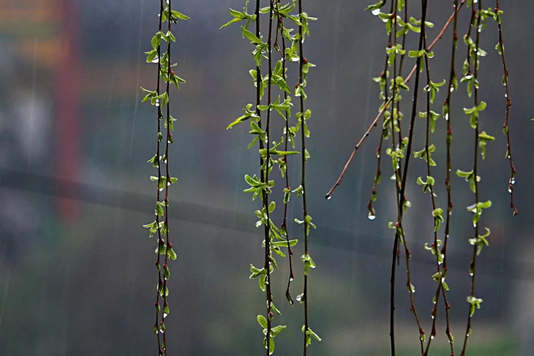 春雨 春雨