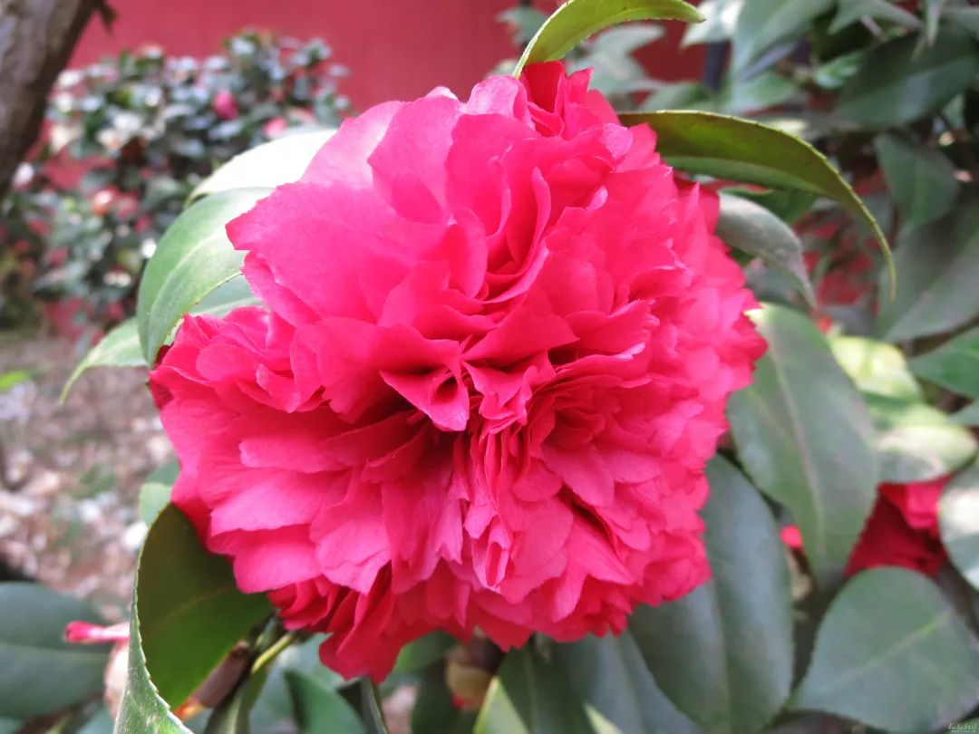 金殿赏山茶