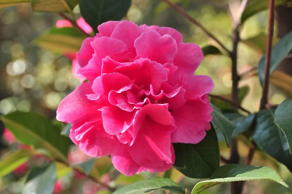 金殿赏山茶