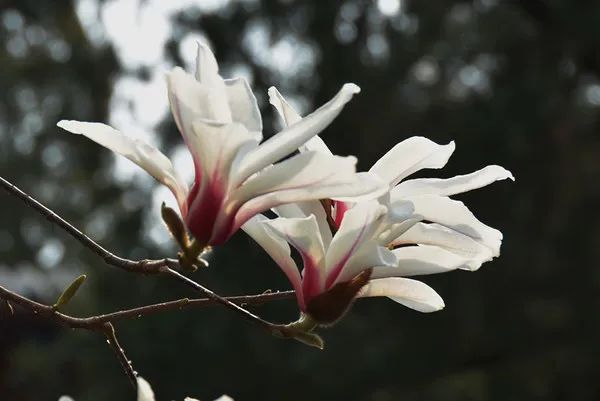 西山赏玉兰