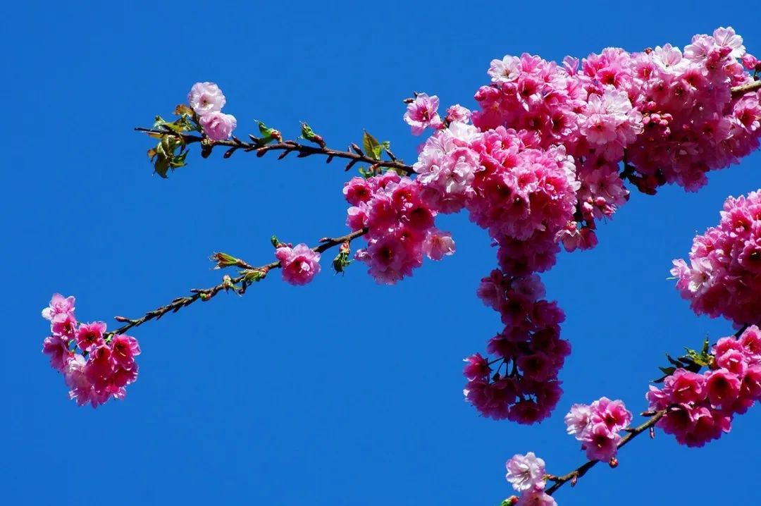 圆通山赏樱花