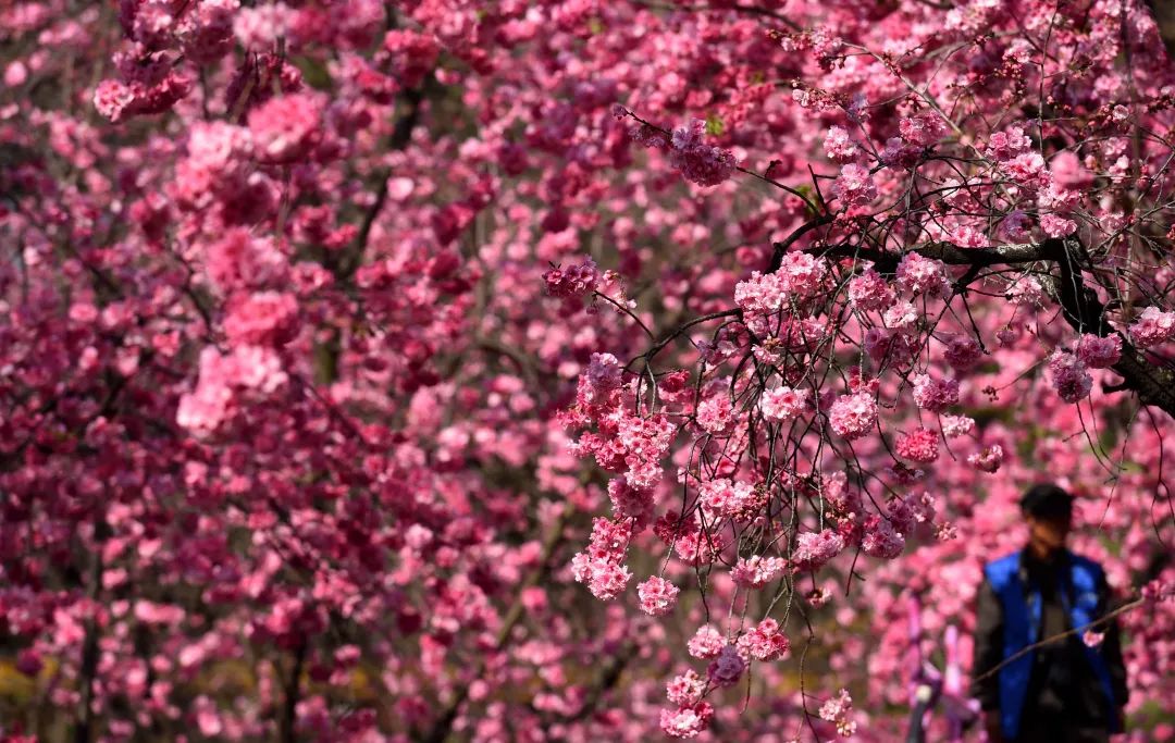 圆通山赏樱花