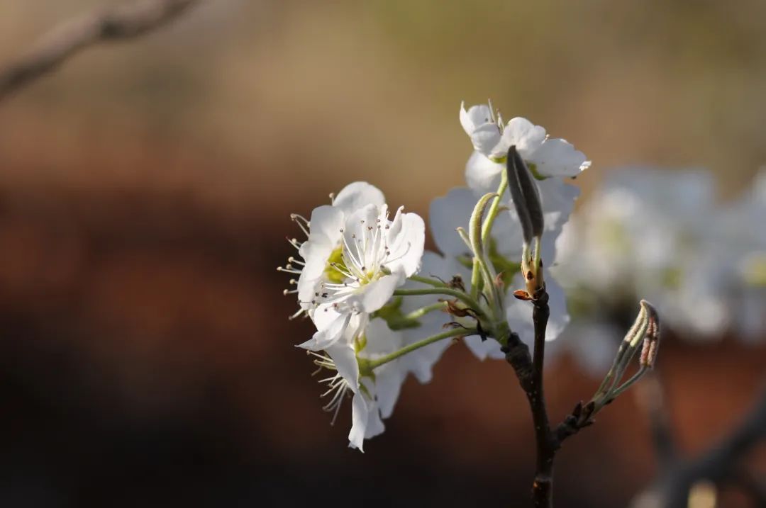 万溪冲赏梨花