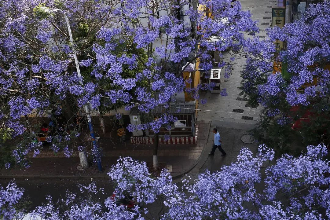 教场中路赏蓝花楹