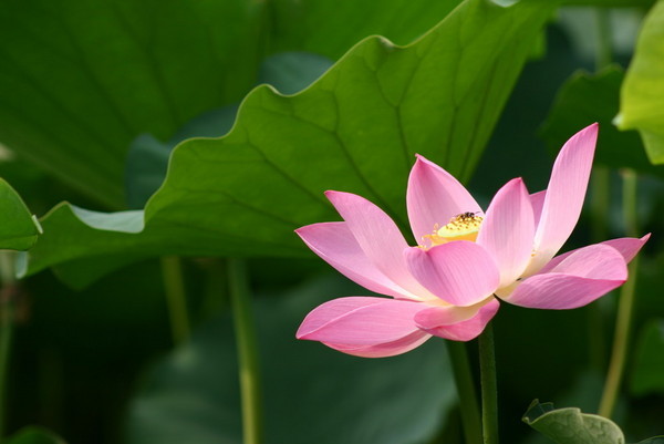 翠湖赏荷花