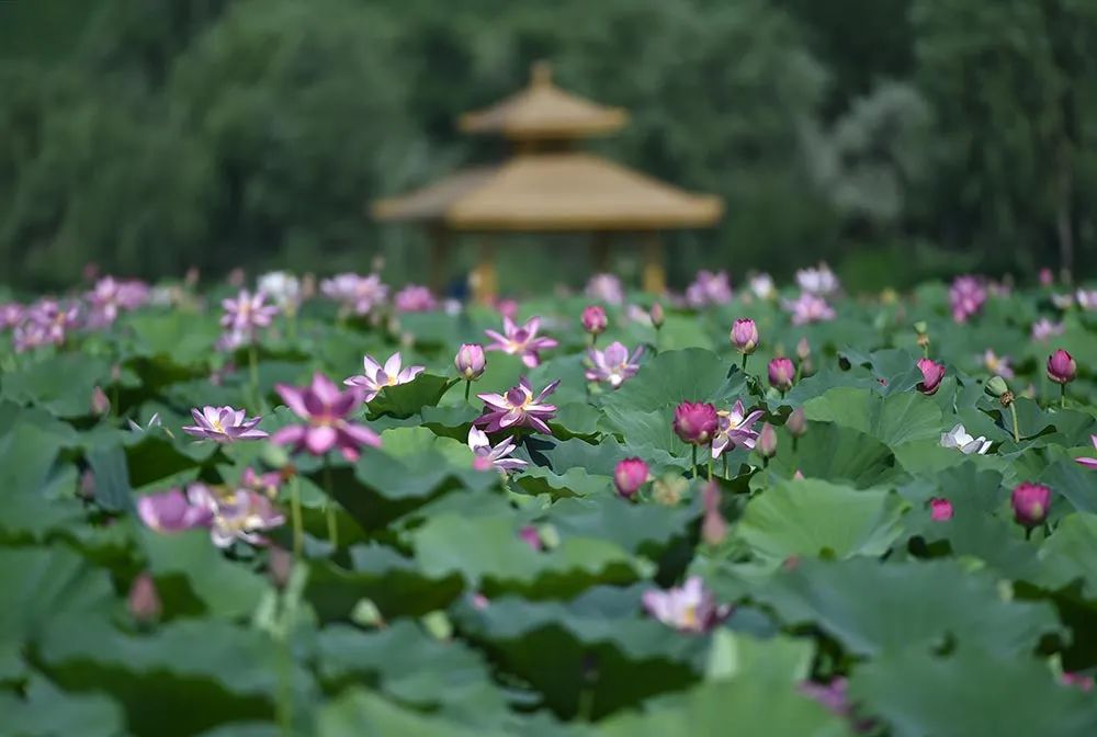 翠湖赏荷花